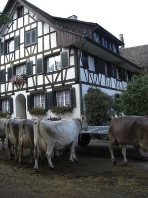 Viehmarkt in Albisrieder Drfli