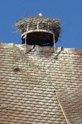 Suchbild mit Storch