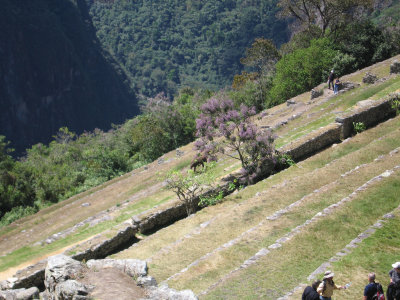 Machu Picchu-25.jpg