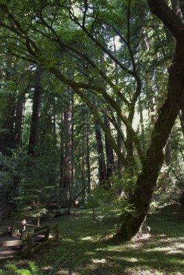 Muir Woods_SonomaCo-02.jpg