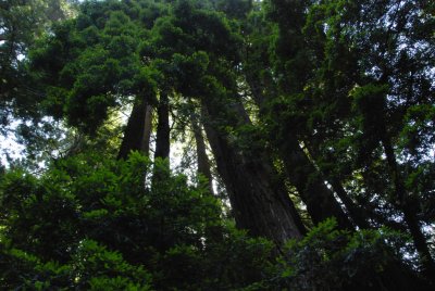 Muir Woods_SonomaCo-04.jpg