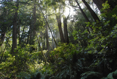 Muir Woods_SonomaCo-05.jpg