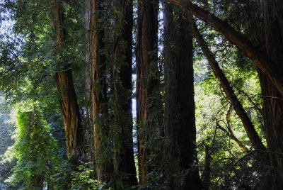 Muir Woods and Sonoma County