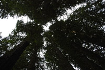 Muir Woods_SonomaCo-16.jpg