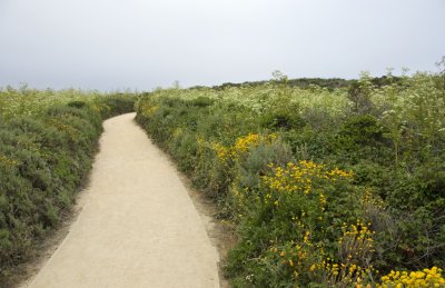 Point Lobos_Carmel-02.jpg