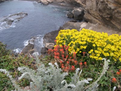 Point Lobos_Carmel-10.jpg