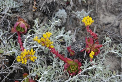 Point Lobos_Carmel-11.jpg