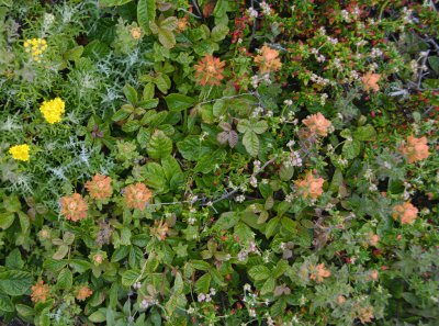Point Lobos_Carmel-16.jpg