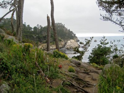 Point Lobos_Carmel-17.jpg