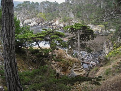 Point Lobos_Carmel-20.jpg