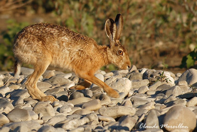 Hare (Lepus europeus)