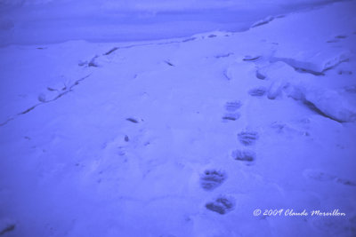 Polar bear's tracks