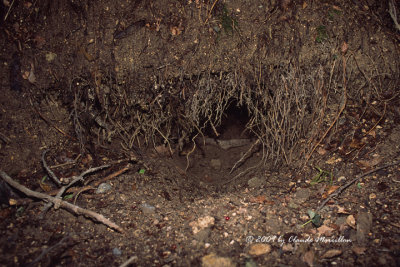 The entrance to a den