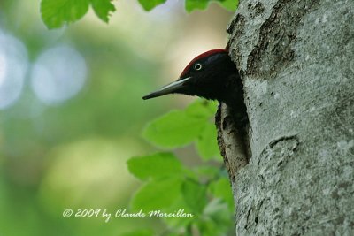 Male Black woodpecker