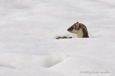 Stoat