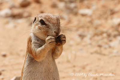 Southern african ground squirrel