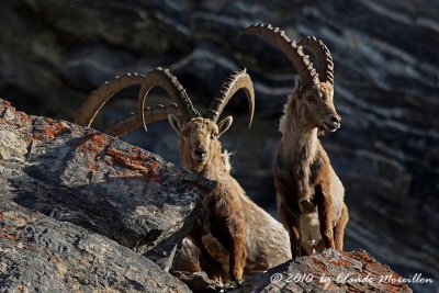 The Alpine ibex