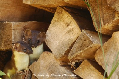 Mother and little stoat