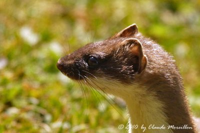 Mustela erminea