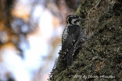 Three_Toed Woodpecker