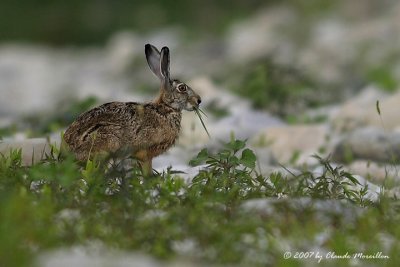 Hare