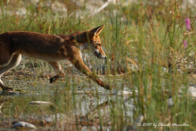 Red fox