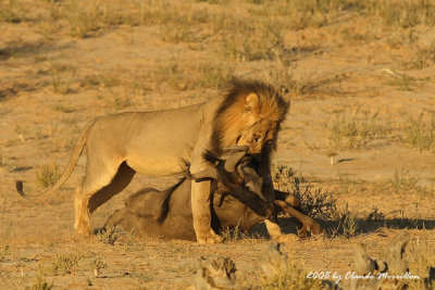 Lion and Blue Wildebeest