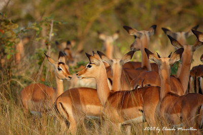 Impalas