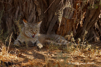 African Wild Cat