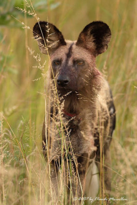 Wild Dog