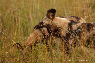 Wild Dog