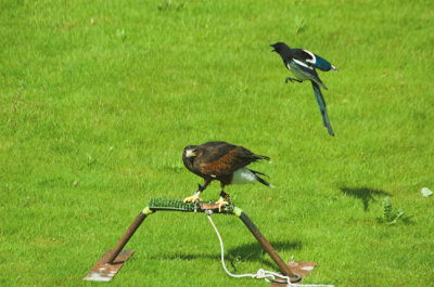 HawkMagpie-1.jpg