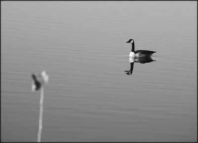 reed and the goose 8 bw.jpg