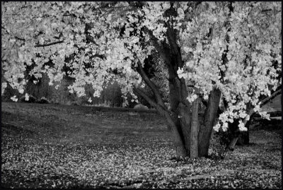 falling leaves 7.jpg