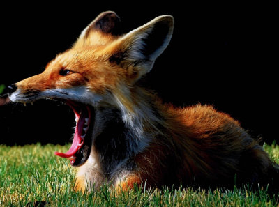 SWAN MTN FOX.