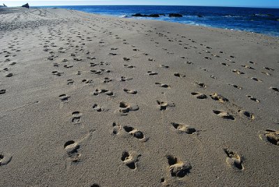 FOOTPRINTS s.jpg