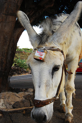 DONKEY FOOD COLLECTION S.jpg