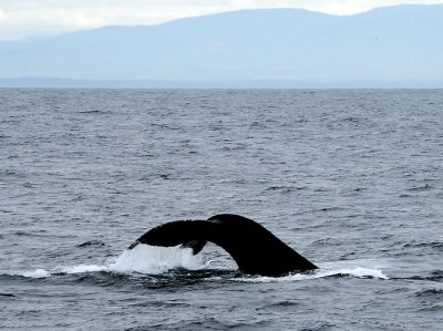 WHALE TAIL TALE