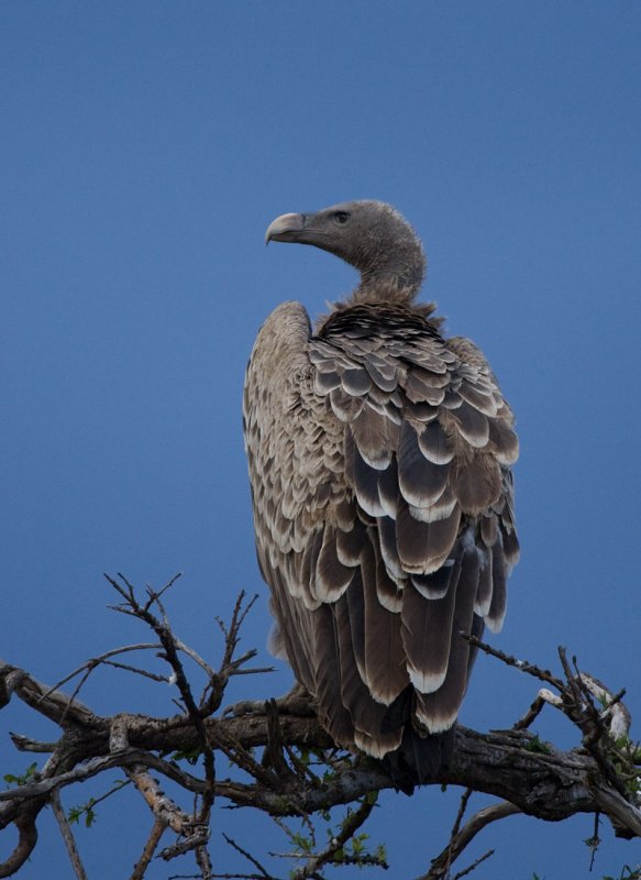 Masai Mara vulture