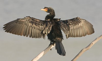 Cormorant. basking in sun