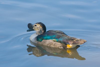 Knob billed duck
