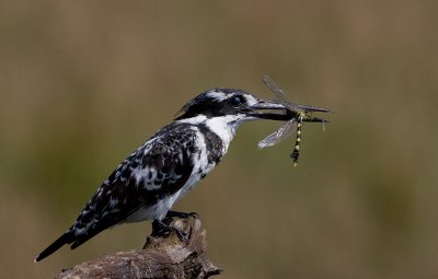 Pied Kingfisher with dragonfly