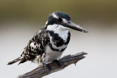 Yet another Pied Kingfisher
