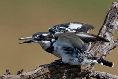Pied Kingfisher about to take off.