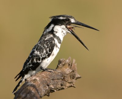 Pied Kingfisher swallowing fish