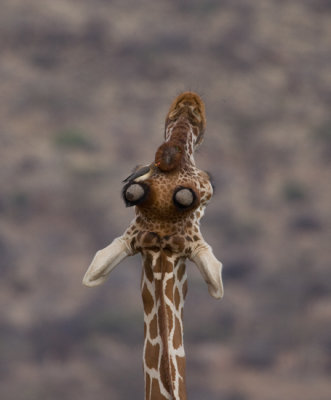 Upside down reticulated giraffe