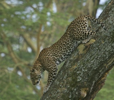 Leopard in a tree.jpg