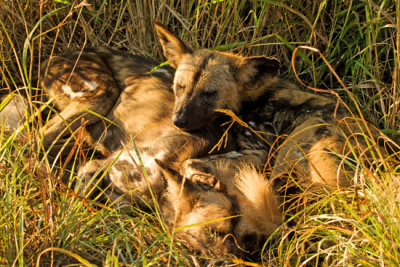 Pack of wild dogs sunning themselves