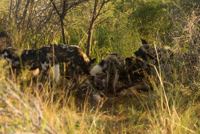 Wild dogs on a kill.