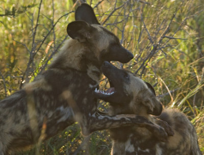 Wild dogs at play
